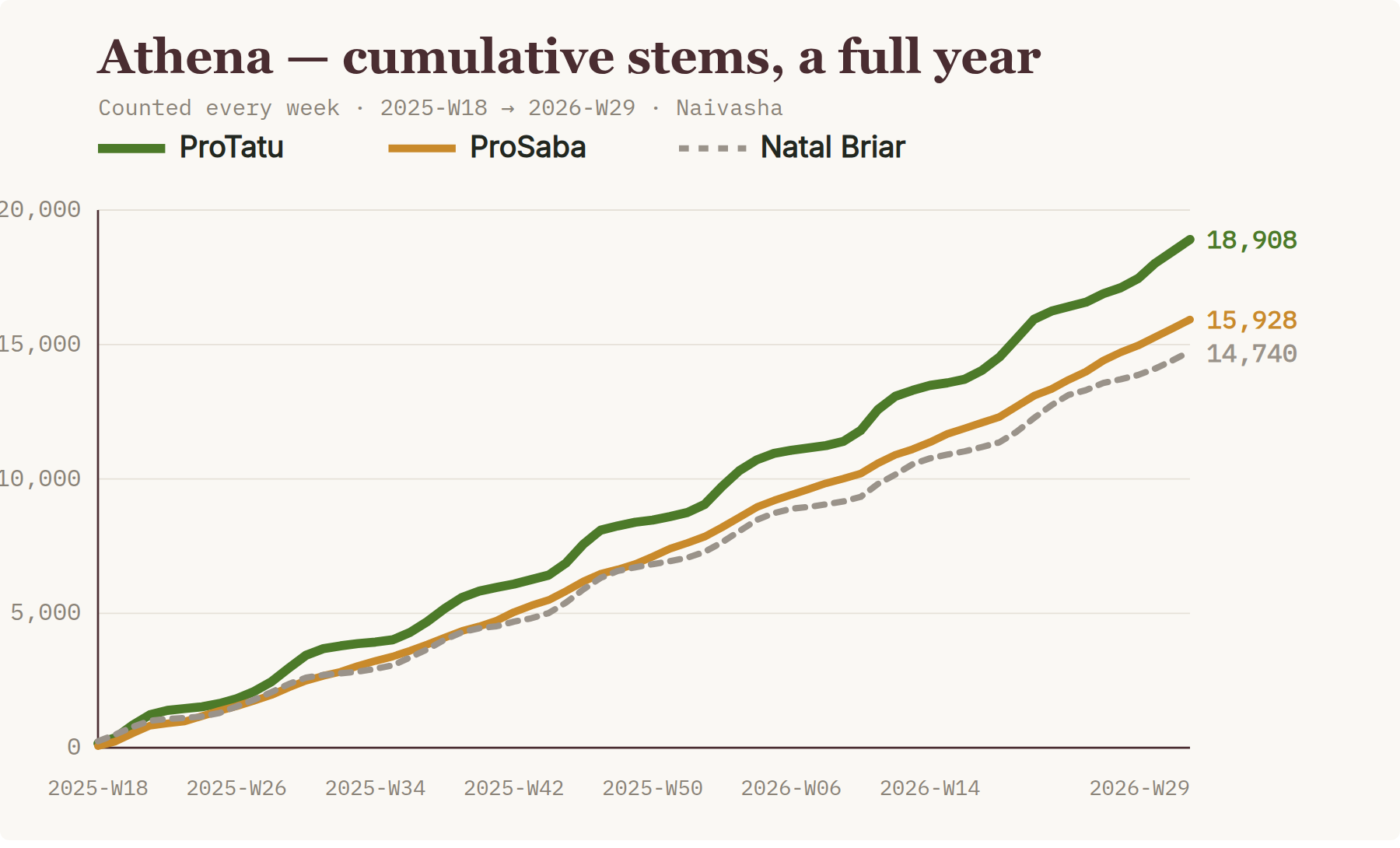 Athena cumulative stems: ProTatu vs ProSaba vs Natal Briar over a year