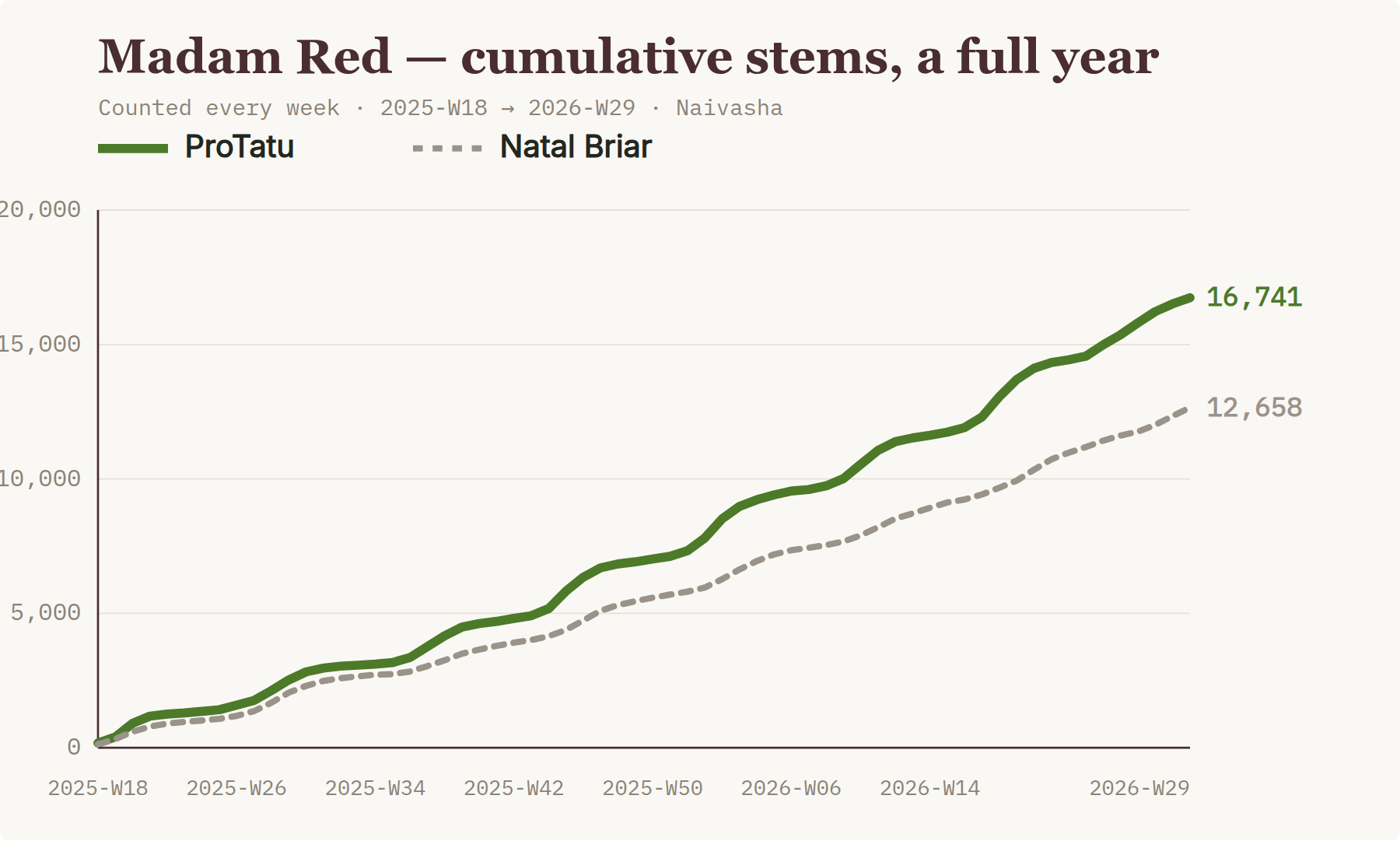 Madam Red cumulative stems: ProTatu vs ProSaba vs Natal Briar over a year
