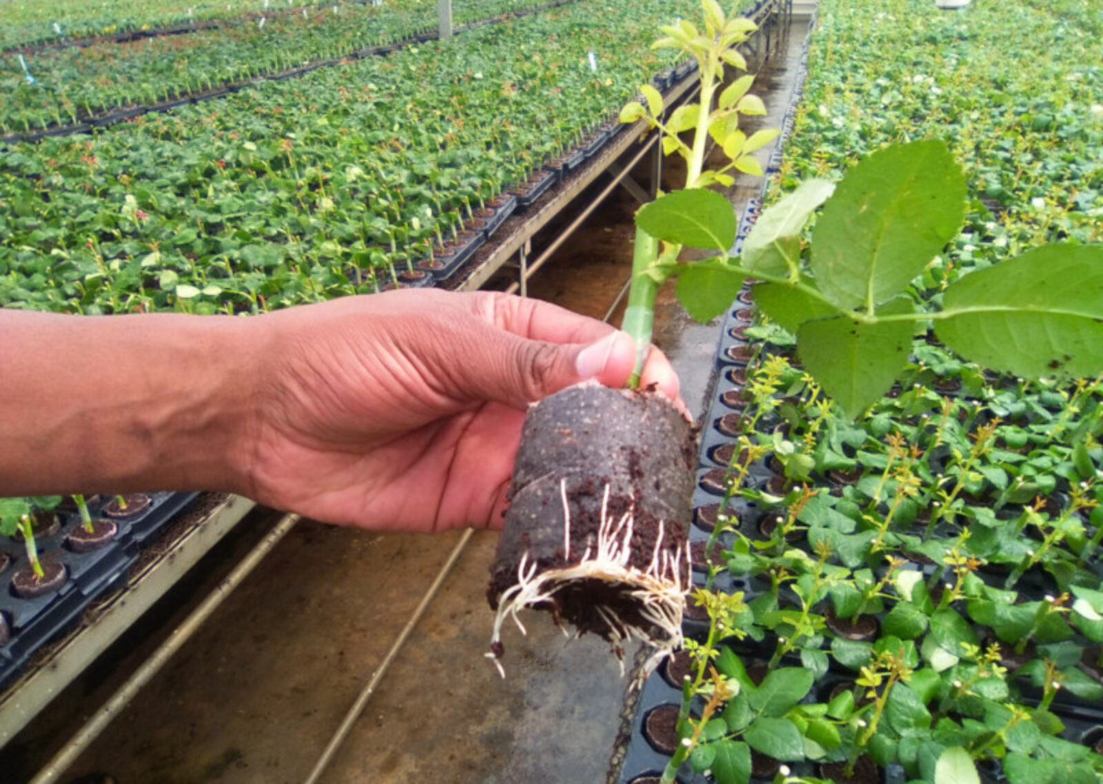A rooted PRO stentling, Naivasha